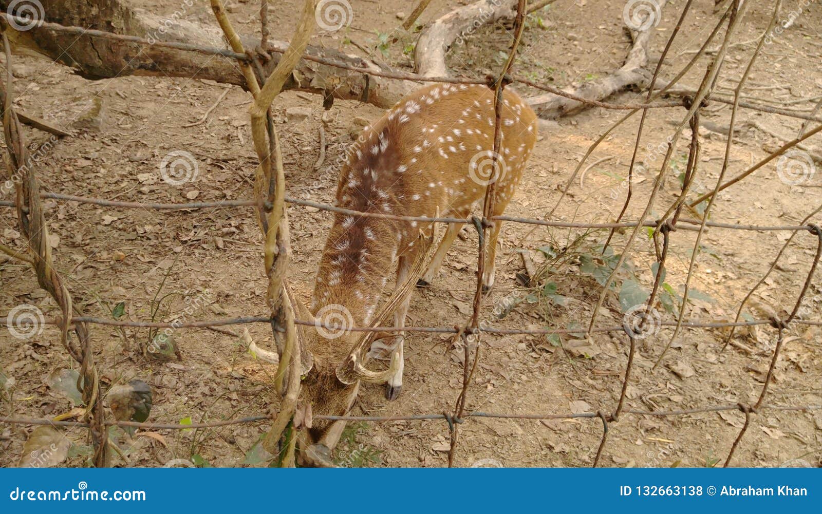 spotted deer